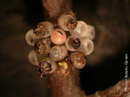 Honeylocust Plant Bug